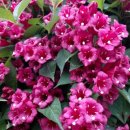 꽃하루방 이미지