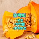 호박 이미지