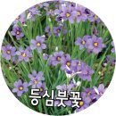 지기님의 등심붓꽃 세트 도착 했어요. 이미지