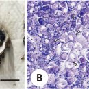 참굴의 Marteilioides chungmuensis감염 난소비대증 이미지