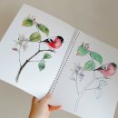 마음에 스며드는 수채화 | 색연필 컬러링북 추천 그림이좋은사람들 새와 나무 후기