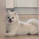 동그랑댕 이미지