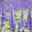 라벤더 이미지
