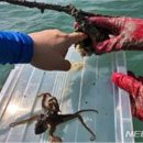 비안도수산 이미지