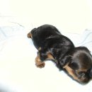 나의 강아지에게 이미지