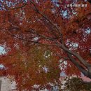 로하스로즈 펜션 이미지