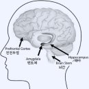이성과감성 이미지