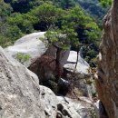 바위와소나무 이미지