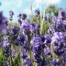 라벤더 이미지