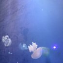 제주도여행사 - 서귀포시 서호로 26 | 제주 단체여행 제주도 해솔여행사를 이용했던 후기