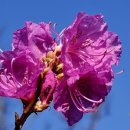 버들강아지 이미지