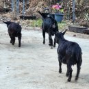 산골염생이 이미지