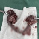 송파동물의료센터 이미지