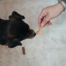 3642 | 경주애견펜션 경주애견동반펜션 경주애견동반숙소 경주 애견펜션 멍뭉단지 후기