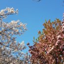 장안벚꽃길 이미지