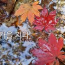 민채