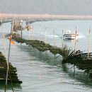 매생이 원조 이미지