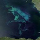 바다가 죽어간다…산성화로 생명체 살지 못하는 ‘죽음의 수역’ 급증 이미지