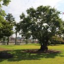 의령 충익사 모과나무 이미지