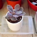 신흥종묘사 이미지