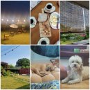 스텔라의 행복정원 이미지