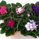 세인트폴리아 이미지