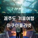 제주연안 연산호 군락지 | [제주도 겨울 가족여행] 아시아에서 가장 큰 아쿠아플라넷 제주 방문기 (주차, 할인 팁)