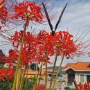 선학농장 이미지