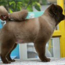 킴스애견미용 이미지