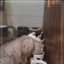 청주고양이입양지원센터 애니멀공화국 이미지