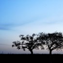 고목나무 이미지