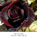 흑장미 이미지
