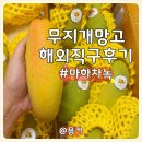 무지개반점 | 무지개 망고 구매 추천 해외 직구 가성비 후숙 보관 방법 마하차녹 망고 맛평가 솔직 후기