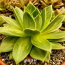 꿈의궁전 이미지