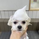 클라우드독 미용실 이미지