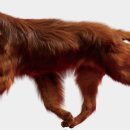 레드앤화이트독 이미지