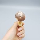 (주)제암환경 | <6월 2일까지 연장!!> 제주 아가리쿠스 버섯, 면역세포 기능향상 "베타글루칸" //농장직발송!!