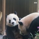 후이빼꼼🐼🩷 이미지