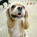 코카 이미지