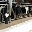 도창목장 이미지