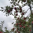 봉호농장 이미지