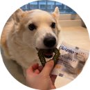 덴탈 케어 시스템 | 벳플브이츄덴탈껌, 브이츄로 챙기는 강아지구강관리 루틴– 10살 웰시코기 루틴 덴탈껌🐶