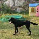 토토멍 애견풀빌라 이미지