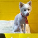 루루는포메 이미지