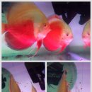 디스커스코리아 이미지