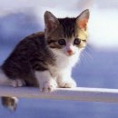 나도 고양이 생겼다 이미지