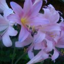 대전해수욕장3 이미지