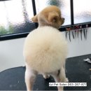 아지펫