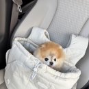 사덕신장로 | 부산 강서구 강아지 동반 고깃집 캠핑 글램핑 우디 바베큐 팩토리