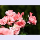 곡성-247 이미지